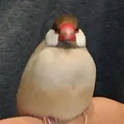 ぴよぴよの画像
