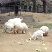 飛べない豚さんの画像