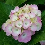 紫陽花の画像