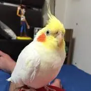 たらこスパゲティ
