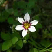 かめ