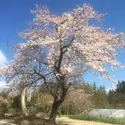 咲楽の画像