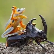 あもももももと
