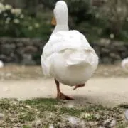 Admの画像