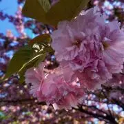 sakuraの画像