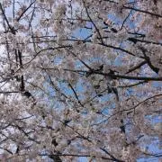 リワの画像