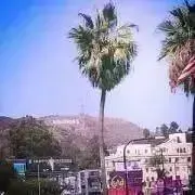 グリーンジャイアントの画像