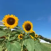 とあの画像