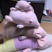 ノンの画像