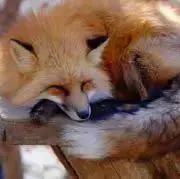 キツネ0912の画像