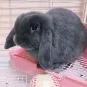 Yenの画像