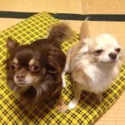 こなぷん