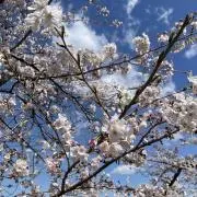 はるまきの画像