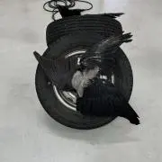 NSBの画像
