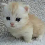 kの画像