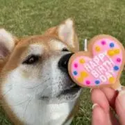 yuzunokiの画像