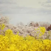 kao