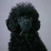 りょんの画像