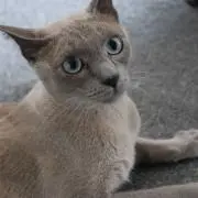 milkLatte