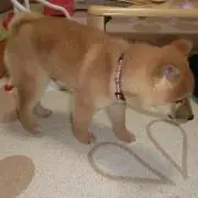 ほのの画像