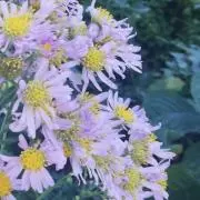 n rの画像