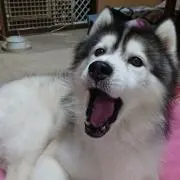 にわとりくん