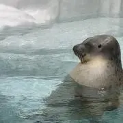 まつの画像