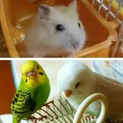 ゆ〜ちゃん♪（犬飼ってますm(__)m）