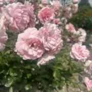 ナナ