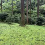 モアニの画像
