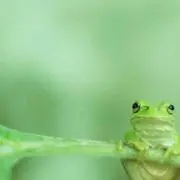 かか❁