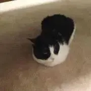 ぽ