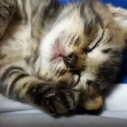 まーちゃん