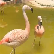 フラミンゴ