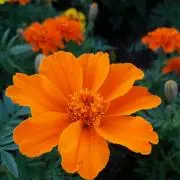 華＊花