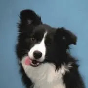 Rの画像