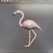 やしわんの画像