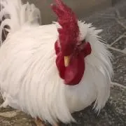 コケコ