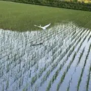 鰻
