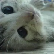 Sumi