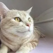 しょこら