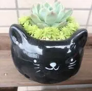 うるるんの画像