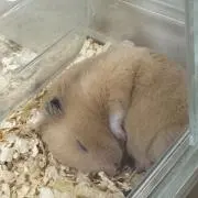M_k_の画像