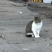 ロータスの画像