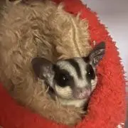 ぼーるの画像