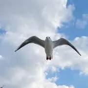 そら＊の画像