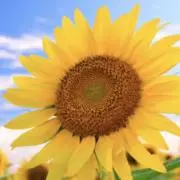 ひまわりの画像