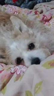 はるちゃー