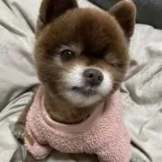 mugiの画像