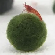 田中